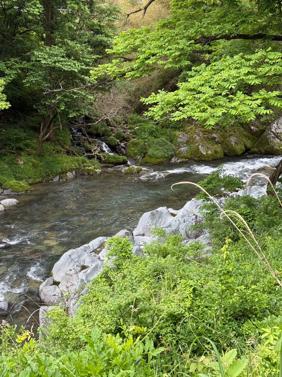 イワナ