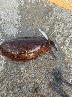 コウイカの釣果