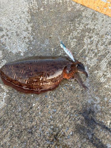 コウイカの釣果