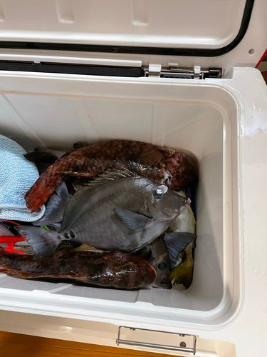 ニザダイの釣果