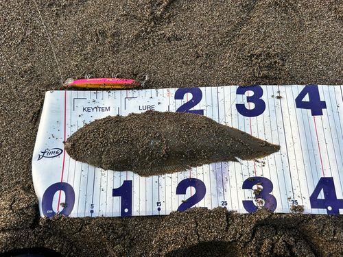 シタビラメの釣果