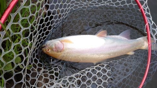 トラウトの釣果