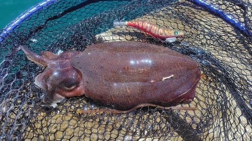 コウイカの釣果