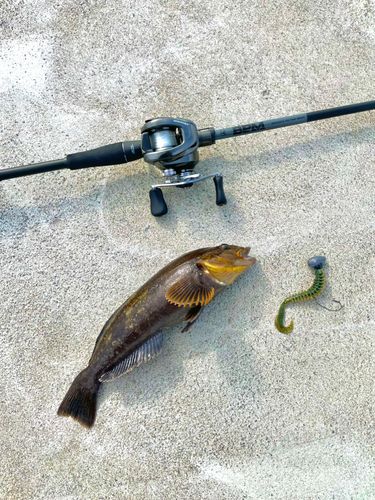 アイナメの釣果