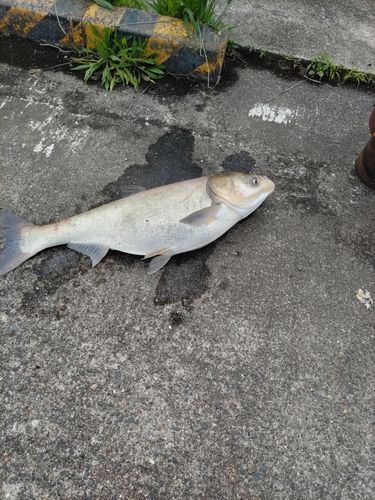 ハクレンの釣果