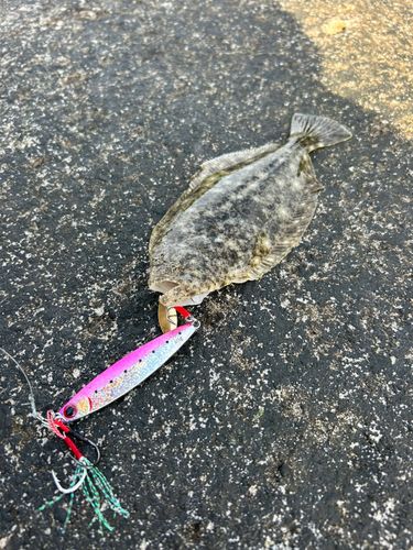ソゲの釣果