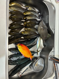 イサキの釣果