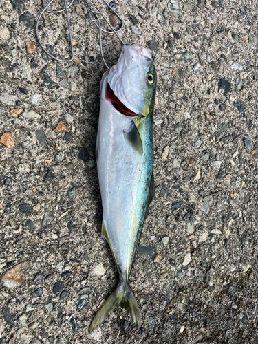 フクラギの釣果