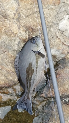 メジナの釣果