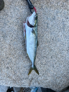 ヤズの釣果
