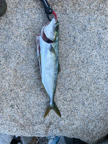 ヤズの釣果