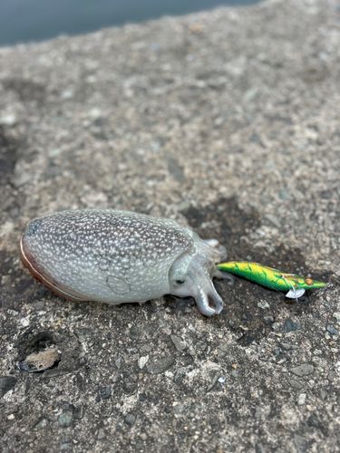 シリヤケイカの釣果