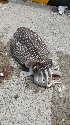 シリヤケイカの釣果