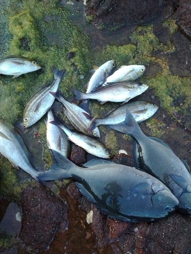 イサキの釣果