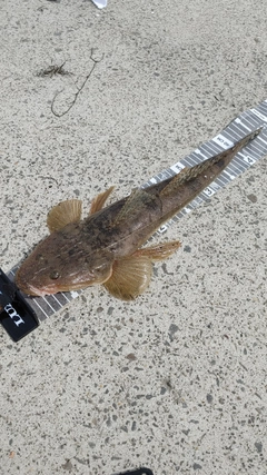 マゴチの釣果