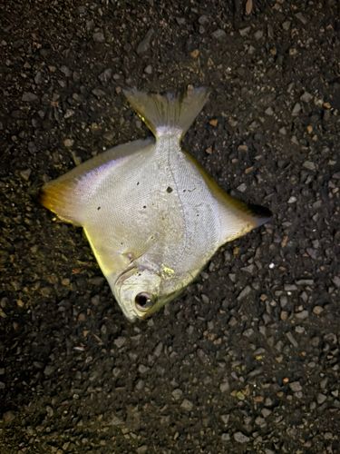 ツバメウオの釣果
