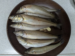 シロギスの釣果