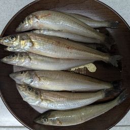 シロギス