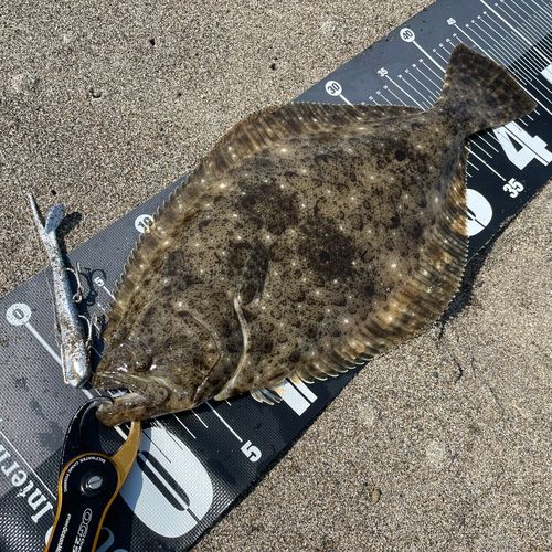 ヒラメの釣果