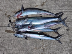 サゴシの釣果