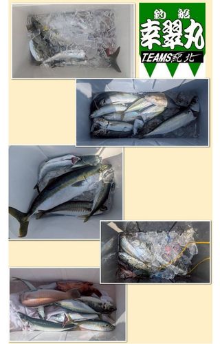 シロアマダイの釣果