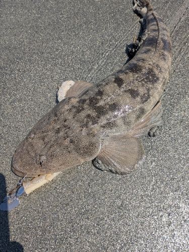 マゴチの釣果
