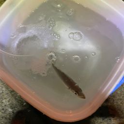 アジ