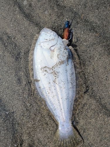 ソゲの釣果