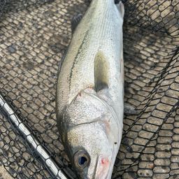 セイゴ（マルスズキ）