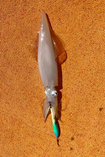 ケンサキイカの釣果