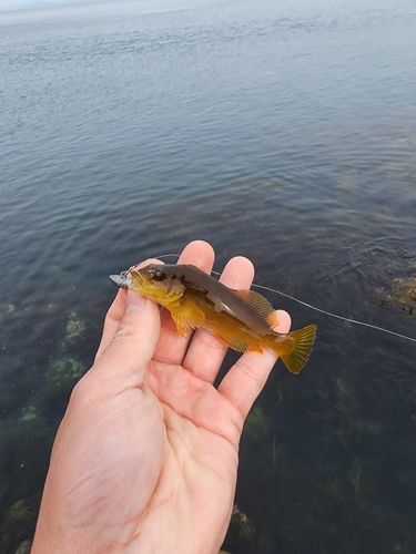 アイナメの釣果