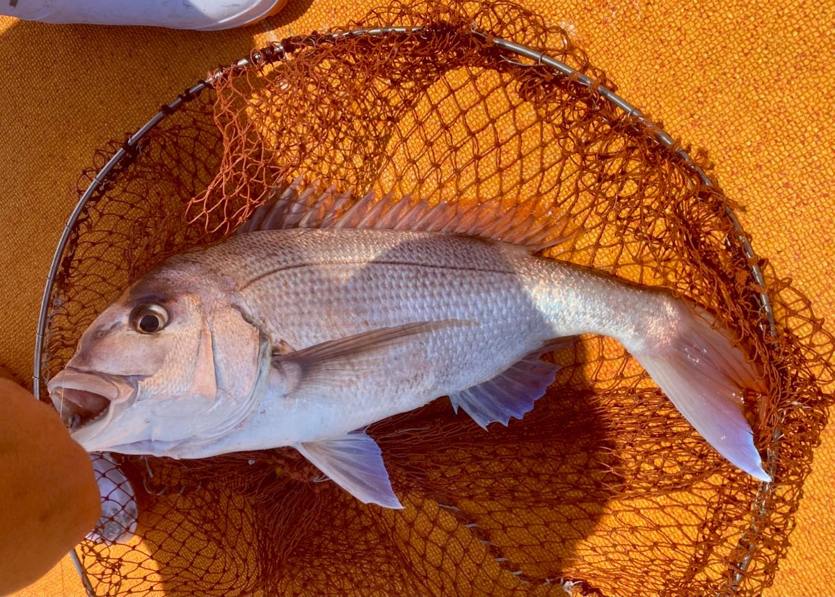 オトコマエさんの釣果 2枚目の画像