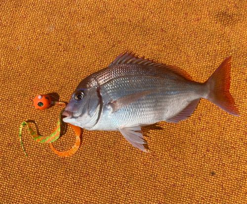 ハナダイの釣果