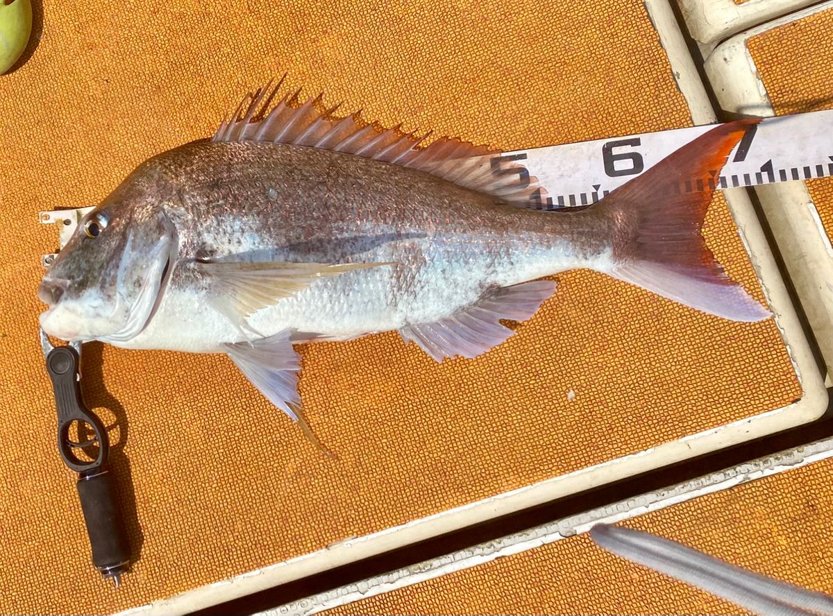 オトコマエさんの釣果 3枚目の画像