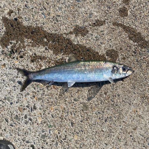 ニシンの釣果