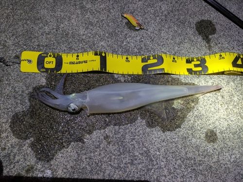 ヤリイカの釣果