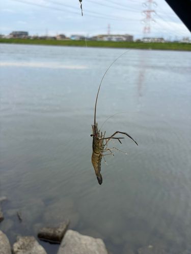 テナガエビの釣果