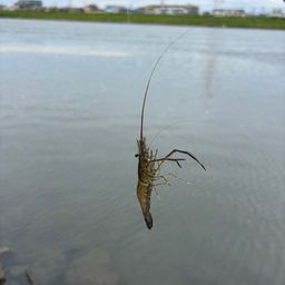 テナガエビ