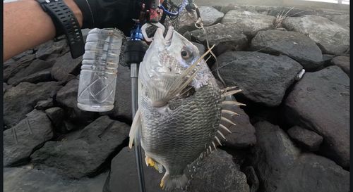 キビレの釣果