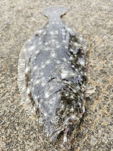 ヒラメの釣果