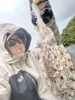 コウイカの釣果