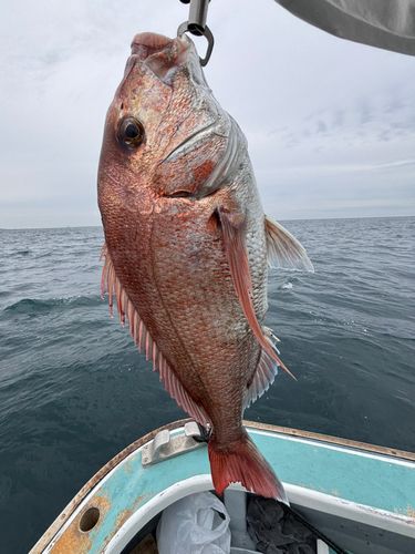 マダイの釣果