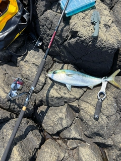 イナダの釣果