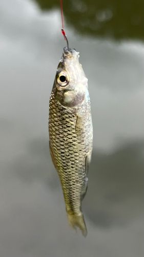 クチボソの釣果