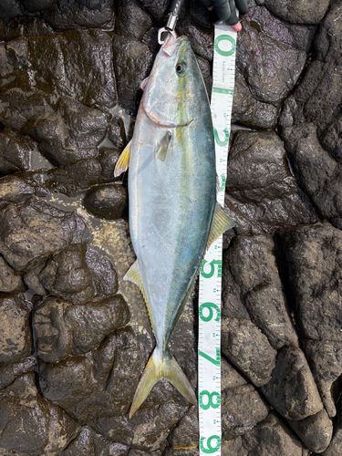 ブリの釣果