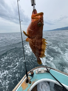 キジハタの釣果