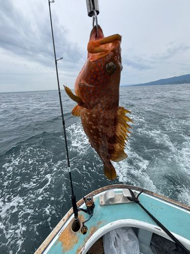 キジハタの釣果
