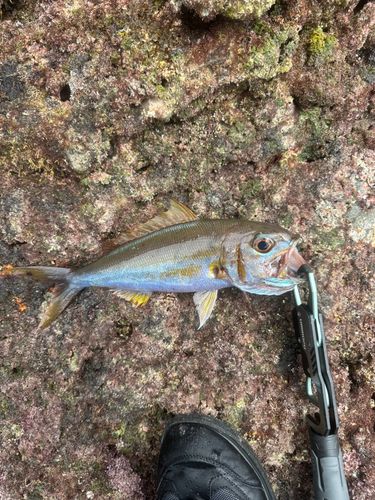 イシフエダイの釣果