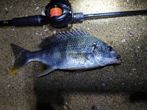 キビレの釣果