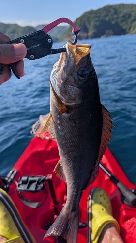 イサキの釣果
